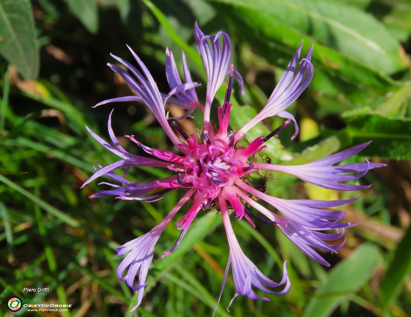 06 Centaurea montana - Fiordaliso montano.JPG